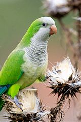 Monk Parakeet